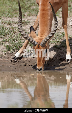 Männlichen Impala (Aepyceros Melampus) trinken, Serengeti Nationalpark, Tansania, Ostafrika, Afrika Stockfoto