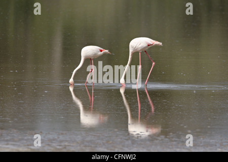 Zwei Rosaflamingo (Phoenicopterus Roseus) Fütterung, Serengeti Nationalpark, Tansania, Ostafrika, Afrika Stockfoto