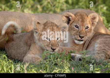 Zwei junge Löwe (Panthera Leo) jungen, Serengeti Nationalpark, Tansania, Ostafrika, Afrika Stockfoto