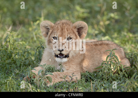 Junger Löwe (Panthera Leo) Cub, Serengeti Nationalpark, Tansania, Ostafrika, Afrika Stockfoto