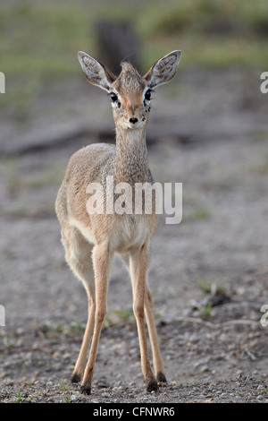 Weibliche Kirk Dik Dik (Kirk-Dikdik) (Madoqua Kirkii), Serengeti Nationalpark, Tansania, Ostafrika, Afrika Stockfoto