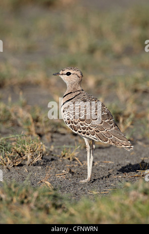 Zwei-banded Renner (Doppel-banded Renner) (Rhinoptilus Africanus), Serengeti Nationalpark, Tansania, Ostafrika, Afrika Stockfoto