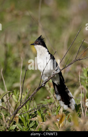 Schwarz / weiß-Kuckuck (Oxylophus Jacobinus), Serengeti Nationalpark, Tansania, Ostafrika, Afrika Stockfoto