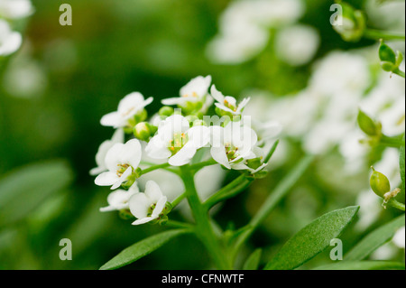 Zarte weiße Lobularia Stockfoto