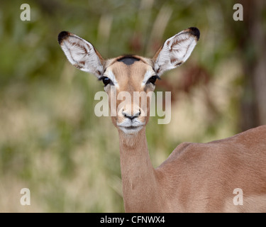 Weibliche Impala (Aepyceros Melampus), Krüger Nationalpark, Südafrika, Afrika Stockfoto