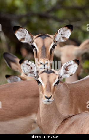 Impala (Aepyceros Melampus) Erwachsene und juvenile Weibchen, Krüger Nationalpark, Südafrika, Afrika Stockfoto