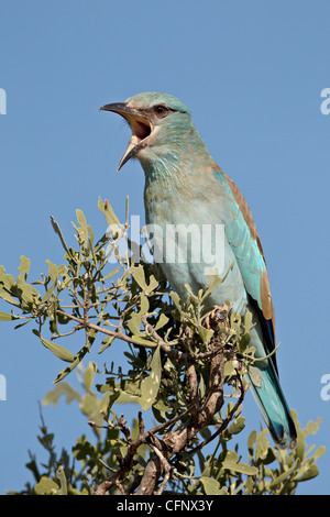 Blauracke (Coracias Garrulus) mit der Aufforderung, Krüger Nationalpark, Südafrika, Afrika Stockfoto