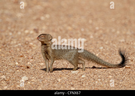 SlendermMongoose (Galerella sanguineaund), Krüger Nationalpark, Südafrika, Afrika Stockfoto