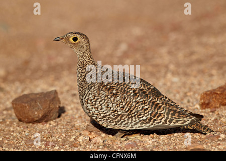 Weibliche Doppel-banded Sandgrouse (Pterocles Bicinctus), Krüger Nationalpark, Südafrika, Afrika Stockfoto