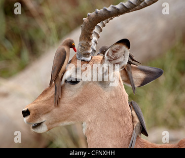 Impala (Aepyceros Melampus) Bock mit rot-billed Oxpecker (Buphagus Erythrorhynchus), Krüger Nationalpark, Südafrika, Afrika Stockfoto