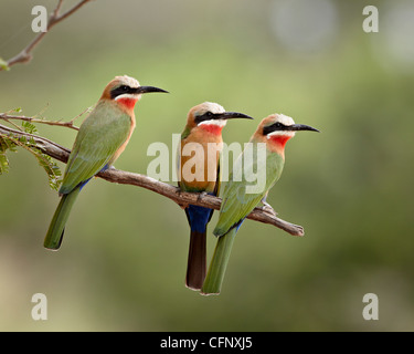 Drei White-fronted Bienenfresser (Merops Bullockoides), Krüger Nationalpark, Südafrika, Afrika Stockfoto