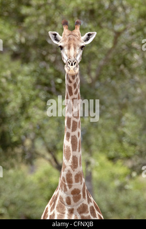 Kap-Giraffe (Giraffa Giraffe Giraffa), Krüger Nationalpark, Südafrika, Afrika Stockfoto