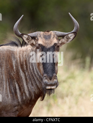 Blau (gestromt Gnu) Gnus (Connochaetes Taurinus), Krüger Nationalpark, Südafrika, Afrika Stockfoto