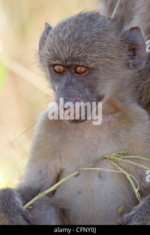 Young Chacma Pavian (Papio Ursinus), Krüger Nationalpark, Südafrika, Afrika Stockfoto