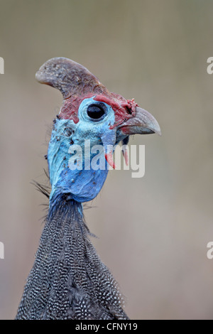 Behelmter Perlhühner (Numida Meleagris), Krüger Nationalpark, Südafrika, Afrika Stockfoto