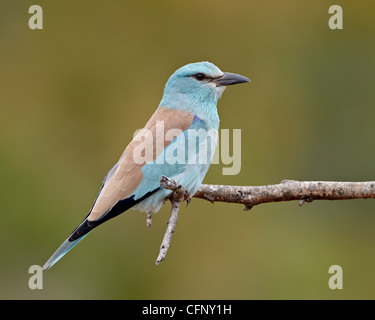 Blauracke (Coracias Garrulus), Krüger Nationalpark, Südafrika, Afrika Stockfoto