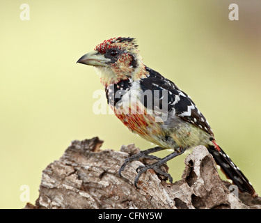 Crested Barbet (Trachyphonus Vaillantii), Krüger Nationalpark, Südafrika, Afrika Stockfoto