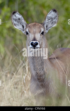 Jungen gemeinsamen Wasserbock (Ellipsen Wasserbock) (Kobus Ellipsiprymnus Ellipsiprymnus), Krüger Nationalpark, Südafrika, Afrika Stockfoto