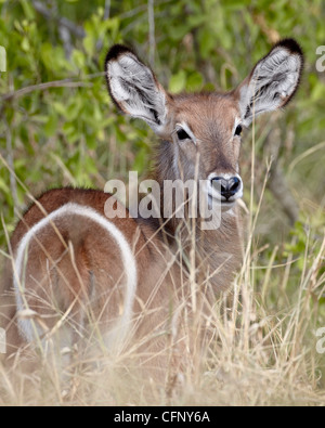 Jungen gemeinsamen Wasserbock (Ellipsen Wasserbock) (Kobus Ellipsiprymnus Ellipsiprymnus), Krüger Nationalpark, Südafrika, Afrika Stockfoto