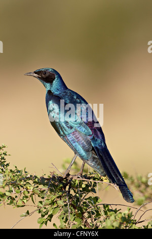 Mehr blau-eared glänzend Starling (Glanzstare Chalybaeus), Krüger Nationalpark, Südafrika, Afrika Stockfoto