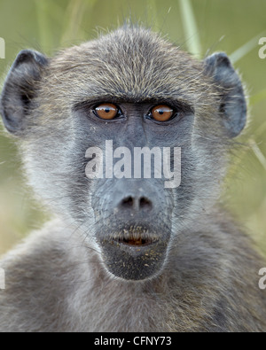 Young Chacma Pavian (Papio Ursinus), Krüger Nationalpark, Südafrika, Afrika Stockfoto