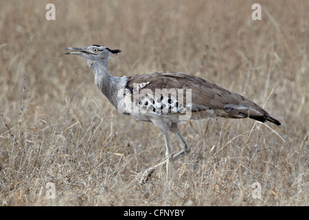 Kori Bustard (Ardeotis Kori), Krüger Nationalpark, Südafrika, Afrika Stockfoto