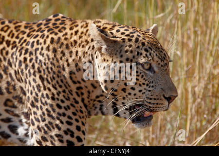 Männliche Leoparden (Panthera Pardus), Krüger Nationalpark, Südafrika, Afrika Stockfoto