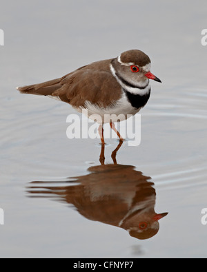 Drei-banded Regenpfeifer (Charadrius Tricollaris), Krüger Nationalpark, Südafrika, Afrika Stockfoto