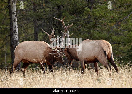 Zwei Stier Elche (Cervus Canadensis), Alberta, Kanada, Nordamerika Stockfoto