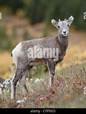 Bighorn Schafe (Ovis Canadensis) Lamm, Peter Lougheed Provincial Park, Kananaskis Country, Alberta, Kanada, Nordamerika Stockfoto
