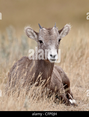 Bighorn Schafe (Ovis Canadensis) Lamm, Badlands Nationalpark, South Dakota, Vereinigte Staaten von Amerika, Nordamerika Stockfoto