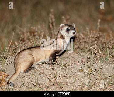Schwarz – Footed Ferret (American Polecat), Conata Becken, South Dakota, Vereinigte Staaten von Amerika, Nordamerika Stockfoto