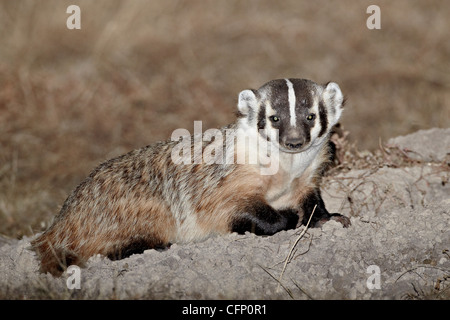 Dachs (Taxidea Taxus), Buffalo Gap National Grassland, Conata Becken, South Dakota, Vereinigte Staaten von Amerika, Nordamerika Stockfoto