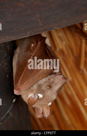 Wahlberg epauletted Flughund (Epomophorus Wahlbergi), Krüger Nationalpark, Südafrika, Afrika Stockfoto