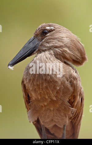 Hamerkop (Scopus Umbretta), Krüger Nationalpark, Südafrika, Afrika Stockfoto