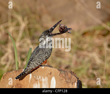 Riesige Eisvogel (Megaceryle Maxima) mit einem Fisch, Krüger Nationalpark, Südafrika, Afrika Stockfoto