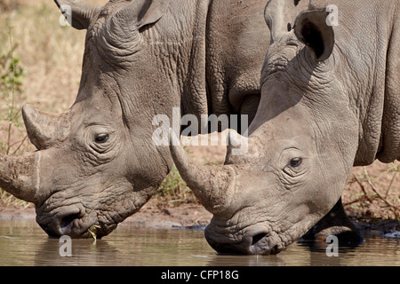 Zwei Breitmaulnashorn (Ceratotherium Simum) trinken, Krüger Nationalpark, Südafrika, Afrika Stockfoto