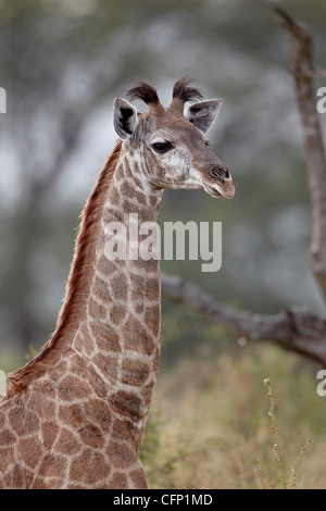 Young-Cape Giraffe (Giraffa Giraffe Giraffa), Krüger Nationalpark, Südafrika, Afrika Stockfoto