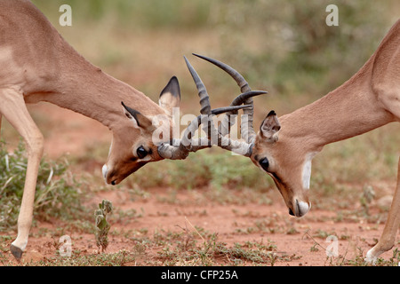 Zwei Impala (Aepyceros Melampus) Böcke sparring, Imfolozi Game Reserve, Südafrika, Afrika Stockfoto