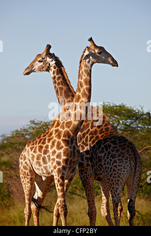 Zwei männliche Cape Giraffe (Giraffa Giraffe Giraffa), Imfolozi Game Reserve, Südafrika, Afrika Stockfoto