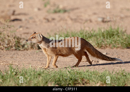 Gelbe Mungo (Cynictis Penicillata), Mountain Zebra National Park, Südafrika, Afrika Stockfoto