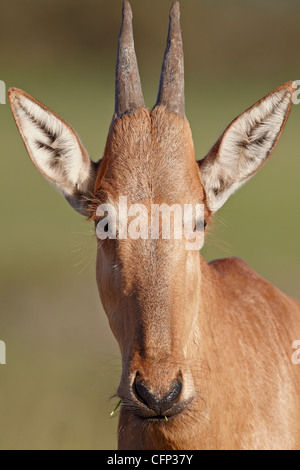 Junge rote Kuhantilope (Alcelaphus Buselaphus), Addo Elephant National Park, Südafrika, Afrika Stockfoto