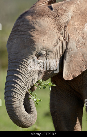 Junge afrikanische Elefant (Loxodonta Africana) Essen, Addo Elephant National Park, Südafrika, Afrika Stockfoto