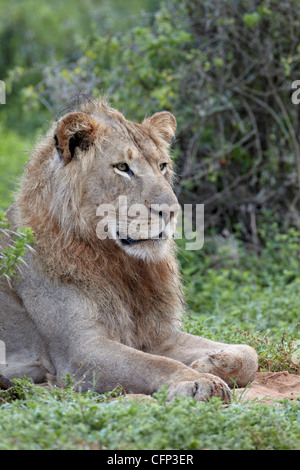 Löwe (Panthera Leo), Addo Elephant National Park, Südafrika, Afrika Stockfoto