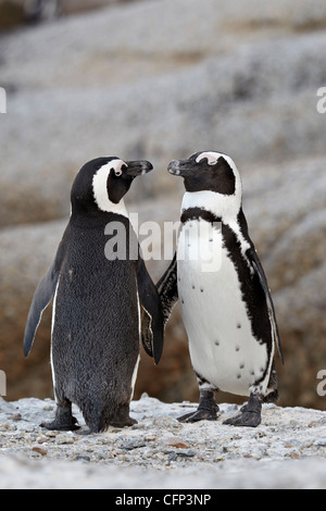 Zwei afrikanische Pinguine (Spheniscus Demersus) Paare, Simons Town, Südafrika, Afrika Stockfoto