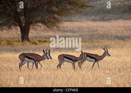 Vier Springbock (Antidorcas Marsupialis), Kalahari Gemsbok National Park, Südafrika, Afrika Stockfoto