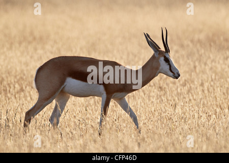 Springbock (Antidorcas Marsupialis), Kalahari Gemsbok National Park, Südafrika, Afrika Stockfoto