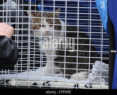 Larry, die neue Katze der Downing Street von Battersea Hunde und Katzen nach Hause, kommt in 10 Downing Street in London am Dienstag (15 Feb 11). Es ist zu hoffen, Larry wird verzichtet, einer Ratte, die vor dem Regierungsgebäude vor kurzem London, England - 15.02.11 gesichtet worden ** nicht zur Publikation in Fra Stockfoto