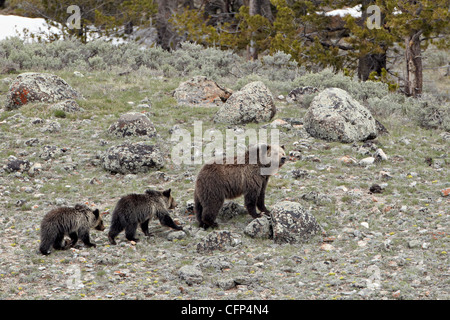 Grizzly Bär (Ursus Arctos Horribilis), Wyoming, Vereinigte Staaten von Amerika, Nordamerika Stockfoto