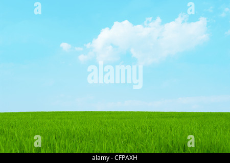 Wiesengrün grass blauen Himmel Stockfoto